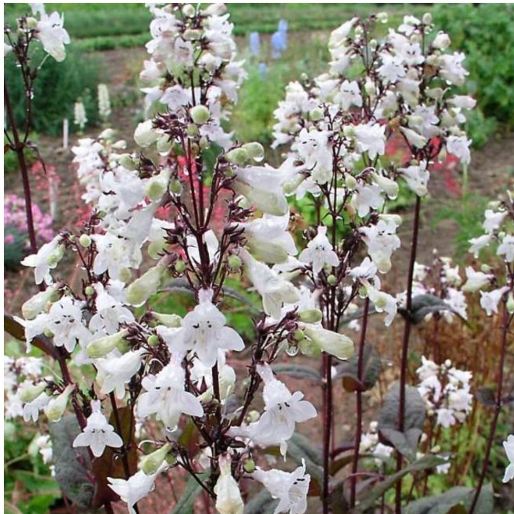 Penstemon Husker Red Perennial 4 for $20
